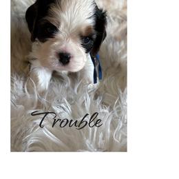 Trouble - Tri-color male Cavalier King Charles Spaniel puppy in Mystic Islands, New Jersey from Mystic Cavaliers LLC