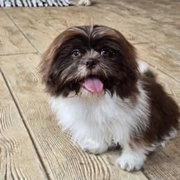 Cocoa - Shih Tzu