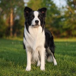 Exquisite - Border Collie