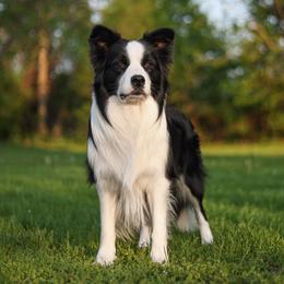 Exquisite - Border Collie