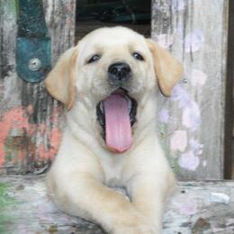 Labrador Retriever Puppies from Labrador Retriever Puppies