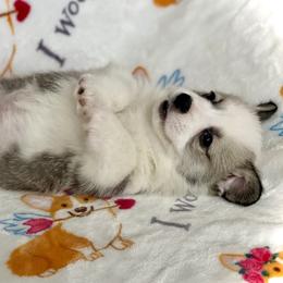 Spur - White and fawn male Pembroke Welsh Corgi puppy in Woodland, Washington from MB Acres Corgis