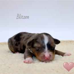 Blitzen - Blue merle female Aussiedoodle puppy in Foxworth, Mississippi from Ten Mile Aussies
