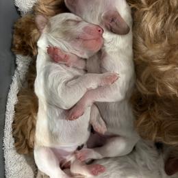 Cavapoo puppies from Beth's Cavapoos