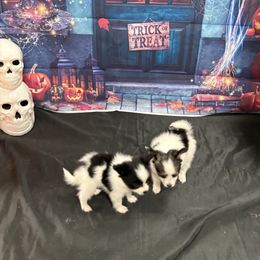 Papillon Puppies from Peppy Papillons, LLC