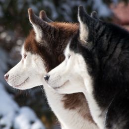 Siberian Huskies from Mountain Top Siberians