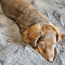 Dachshund Puppies from butter beans babies