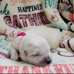 Ms. Pink - Light golden female Golden Retriever puppy in Campton, Kentucky from ElkRidge Goldens