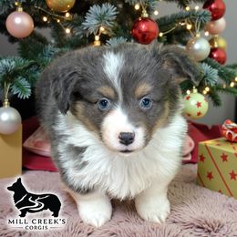 Luna-Adorable Fluffy Tri Blue Girl - Blue female Pembroke Welsh Corgi puppy in Taylorsville, North Carolina from Mill Creek’s Pembroke Welsh Corgis and French Bulldogs
