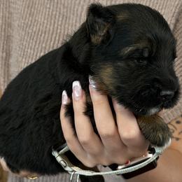 Gray - Black and red male German Shepherd puppy in Killen, Alabama from Southern Lakes German Shepherds