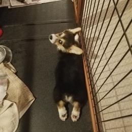 Pembroke Welsh Corgi Puppies from Ranch Hand Corgis