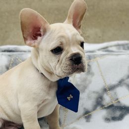 French Bulldogs from French Paws