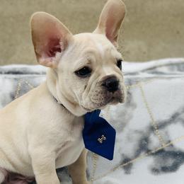 French Bulldogs from French Paws