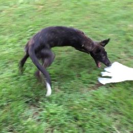 Borzoi and Silken Windhound Puppies from Perla Silken Windhounds & Borzoi