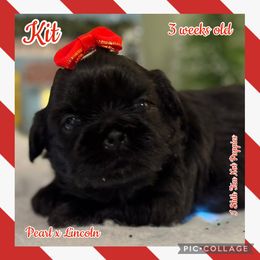 Kit - Black female Shih Tzu puppy in Beatrice, Nebraska from I Shih Tzu Not Puppies