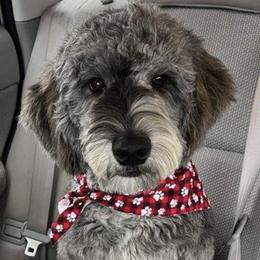 Aspen - Goldendoodle