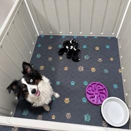 Girl - Black tri female Miniature American Shepherd puppy in Central Islip, New York from Fifth Avenue Australian Shepherds
