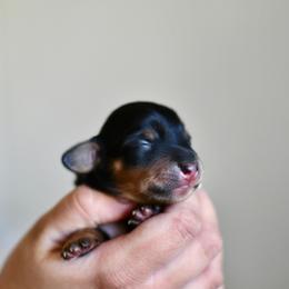 Espresso - Black and tan female Dachshund puppy in Youngstown, Florida from Paradox Dachshunds