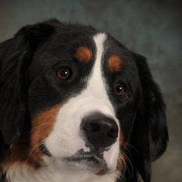 Bernese Mountain Dogs from Golden Reign Berners