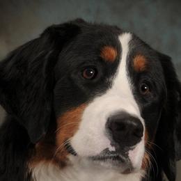 Bernese Mountain Dogs from Golden Reign Berners