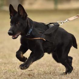 German Shepherd Puppies from Büserhaus Working Dogs