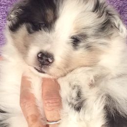 Shetland Sheepdog Puppies from Honeyhill shelties