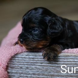 Sunny - Black and tan female Cavapoo puppy in Casa, Arkansas from Blue Diamond Puppies