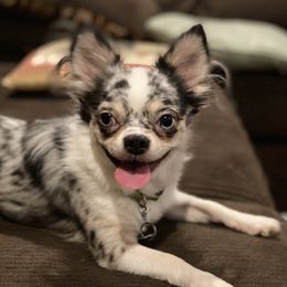 Ozzy - Chihuahua