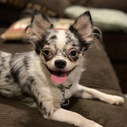 Ozzy - Chihuahua