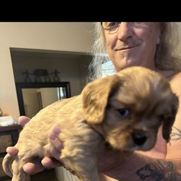 Cavalier King Charles Spaniel Puppies from AKC Cavalier King Charles spaniel Brenda’s puppies