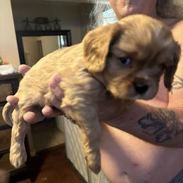 Cavalier King Charles Spaniel Puppies from AKC Cavalier King Charles spaniel Brenda’s puppies