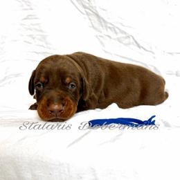 Blue collar - Red and rust male Doberman Pinscher puppy in North Judson, Indiana from Stalaris Dobermans