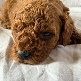 Venus - Red  female Poodle puppy in Colerain, North Carolina from Lisa's Poodles