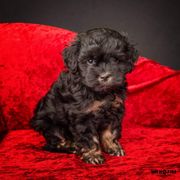 Greater Swiss Mountain Dog and Lowchen Puppies from Cambio Canines
