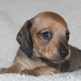 2500 AKC Shaded Red Girl - Red female Dachshund puppy in Arcadia, Florida from JB Dachshunds