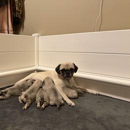 Pug Puppies from Sweet Mercy Farm