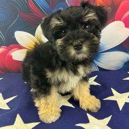 Franklin - Black male Miniature Schnauzer puppy in Sylvania, Georgia from Southern Sky Miniature Schnauzers