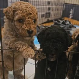 Assorted Doodle Crosses and Poodle Puppies from Adorable Puppy Poodles