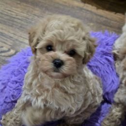 Hendrix - Cream male Maltipoo puppy in Tulsa, Oklahoma from Sunset Farm (Formally Florida)