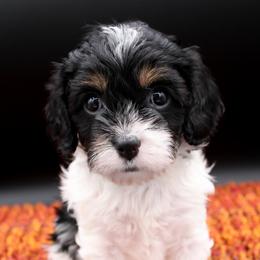 Cavalier King Charles Spaniel, Cavapoo, Havanese, and Havapoo Puppies from Grayfinn House
