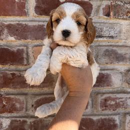Hunter - Blenheim male Cavapoo puppy in Roseville, California from Lipscomb Doodles