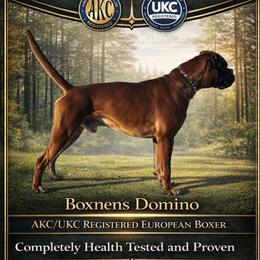 Dom - Boxer