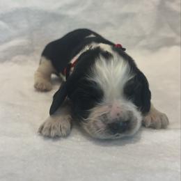 Red boy - Black white and tan male English Springer Spaniel puppy in Lincoln, Texas from LeeCo. Springers