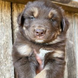 Joker - Red tri-color male Australian Shepherd puppy in Whitwell, Tennessee from Owl Hollow Farm