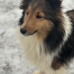 Gigi - Shetland Sheepdog