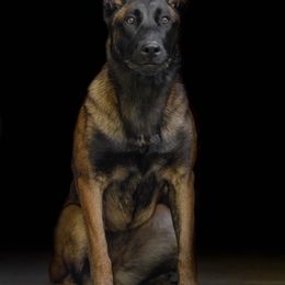 MiG - Belgian Malinois