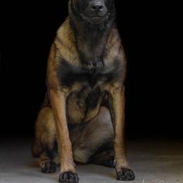 MiG - Belgian Malinois