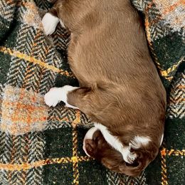 Border Collie Puppies from Border Agility