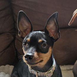 SAUCEY - Miniature Pinscher