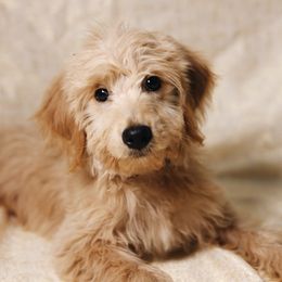 Chewbacca - Apricot male Goldendoodle puppy in Highland, Utah from Alpine Angel Puppies